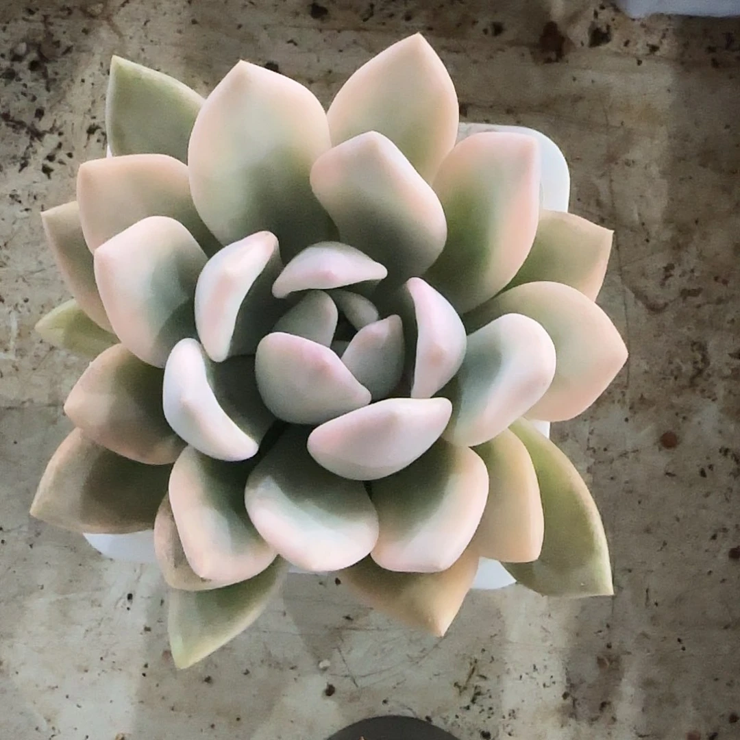 奥普琳娜锦多肉植物