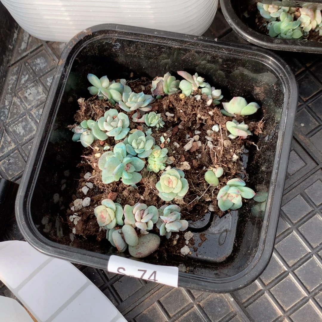 无花朵S74英语英语