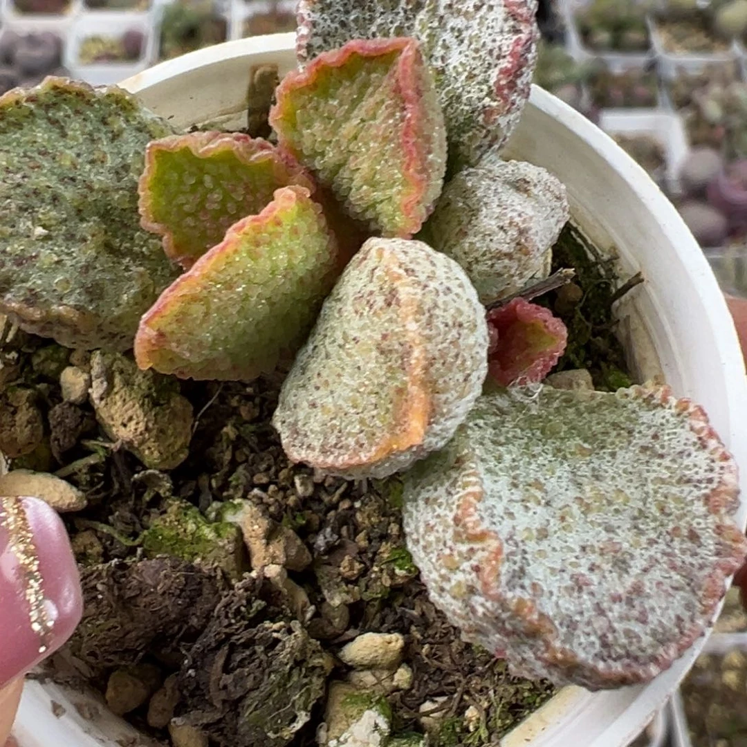 银妃多肉植物水泡