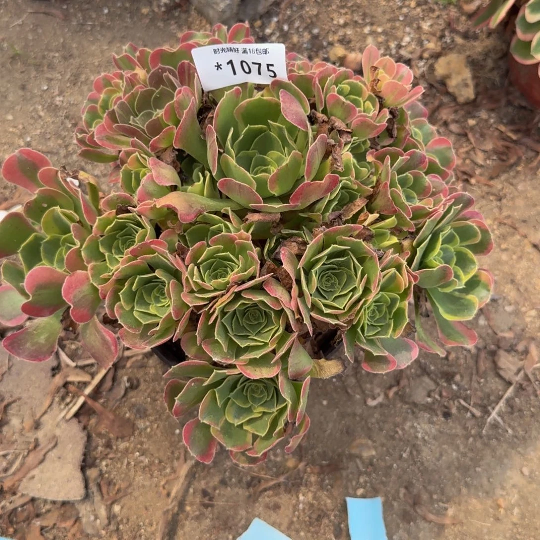 1075特斯拉。多肉植物