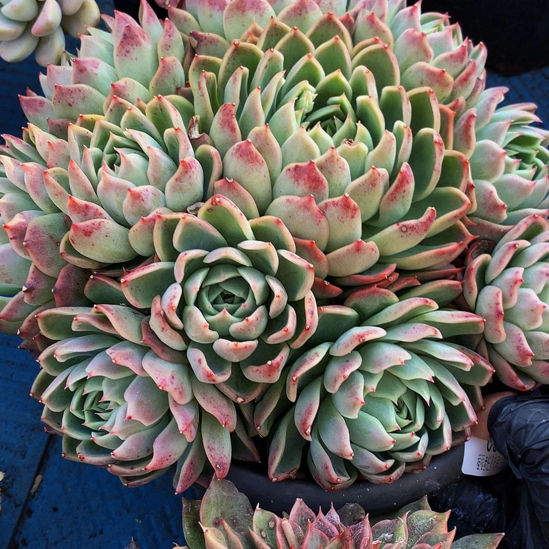 忧****红女巫03032多破多肉