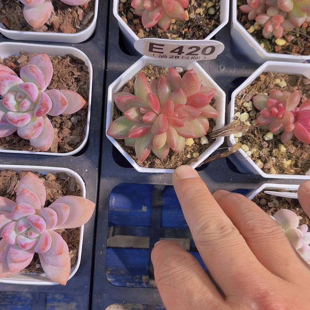 E420迷雾泡泡一物一拍