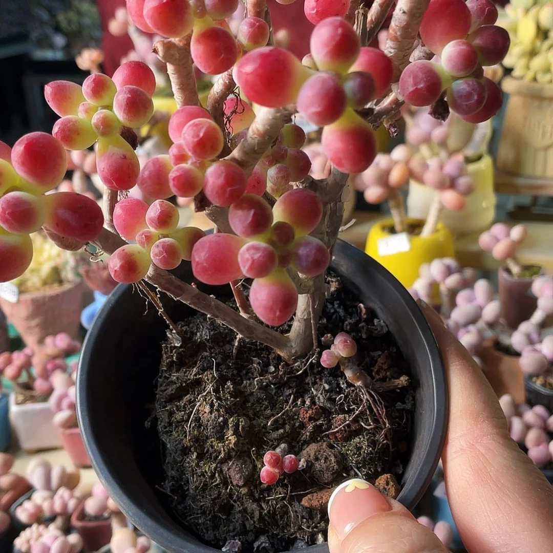 笑*多肉植物的生长发育与生长发育的关系