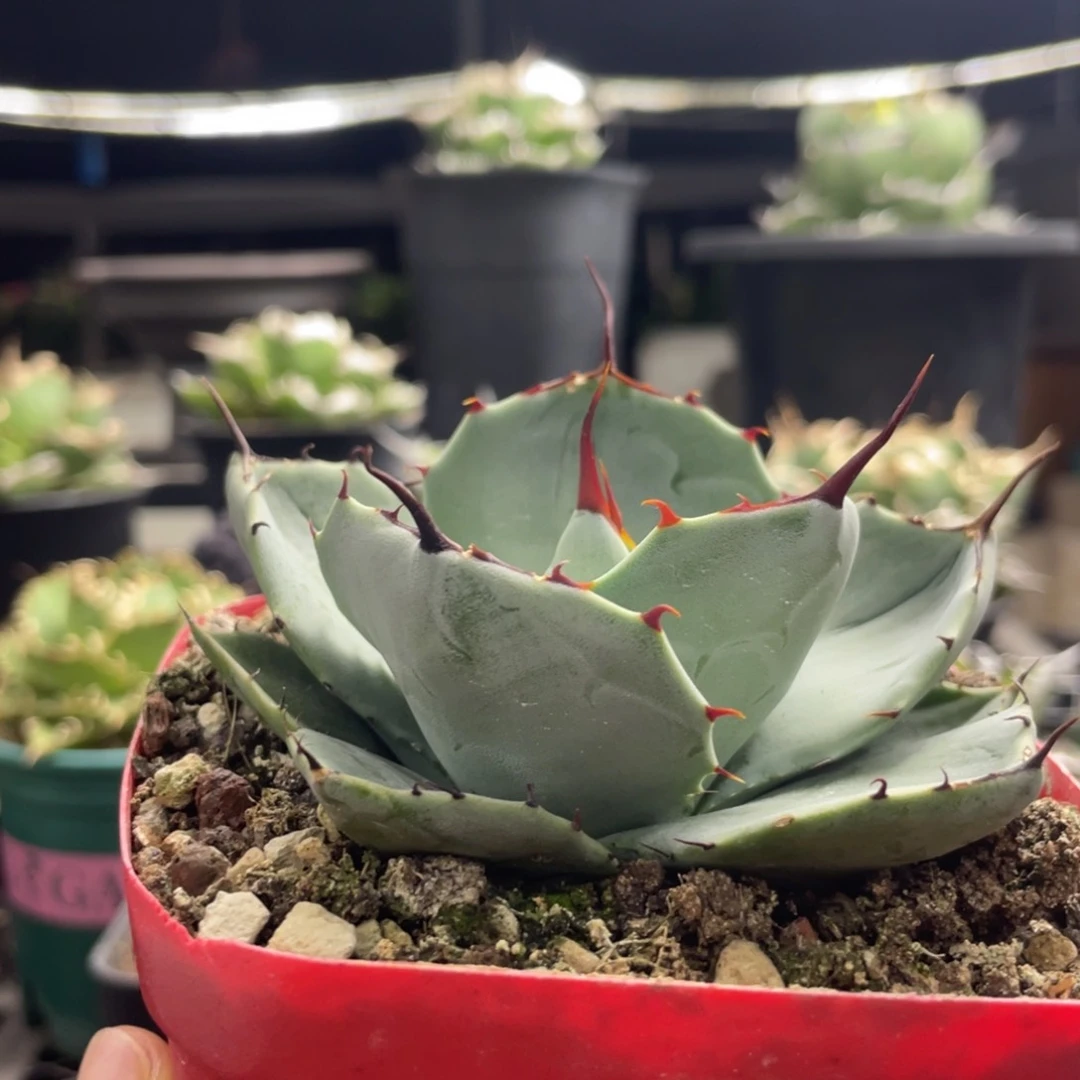 【闪购商品】厚叶福克斯