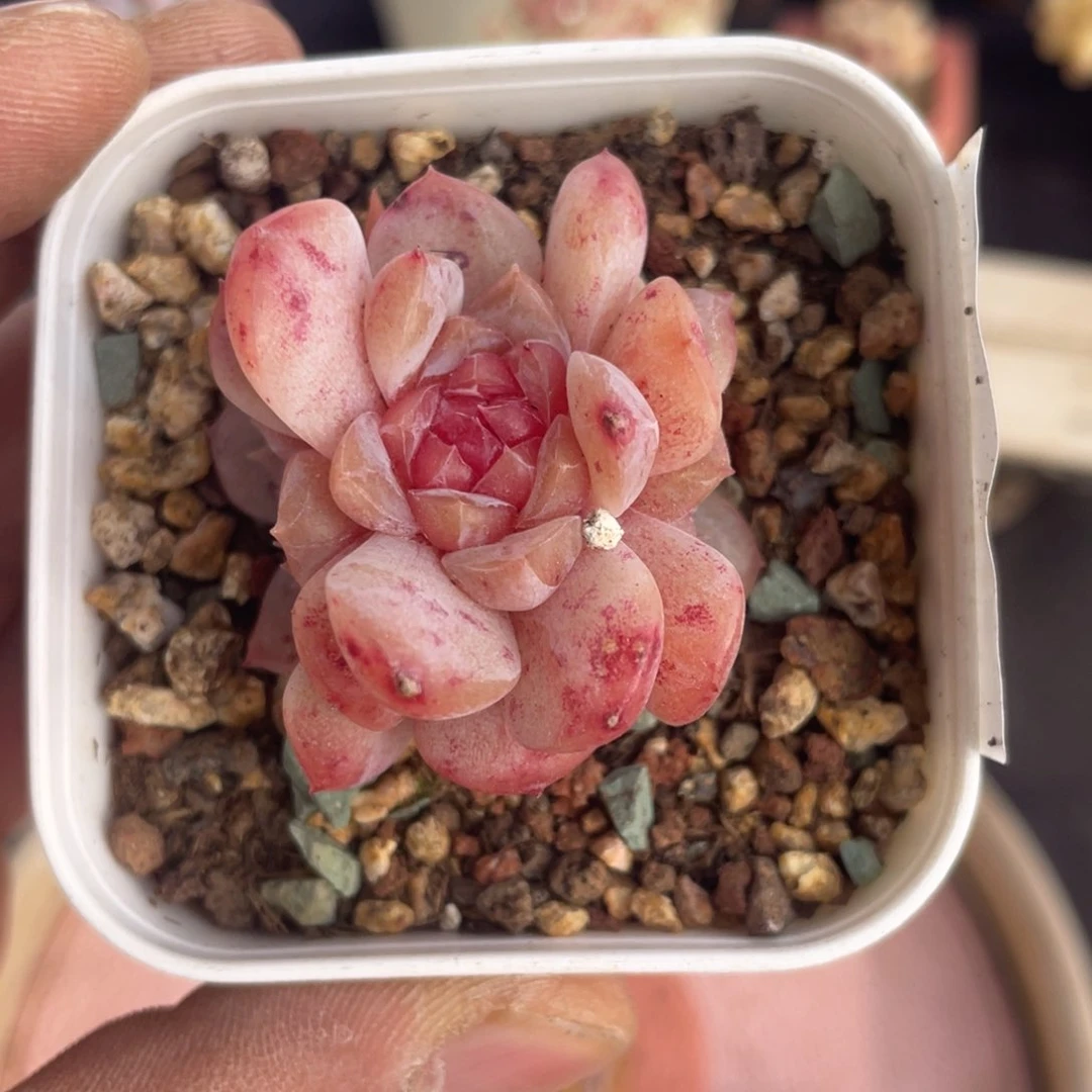 多肉糖心三头多肉一个108