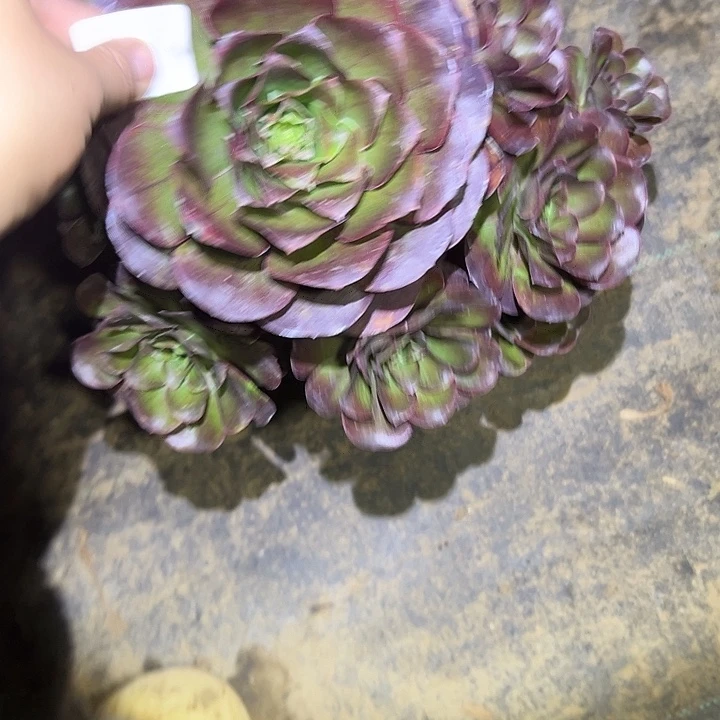 海***鸥不包侧枝一物一拍6