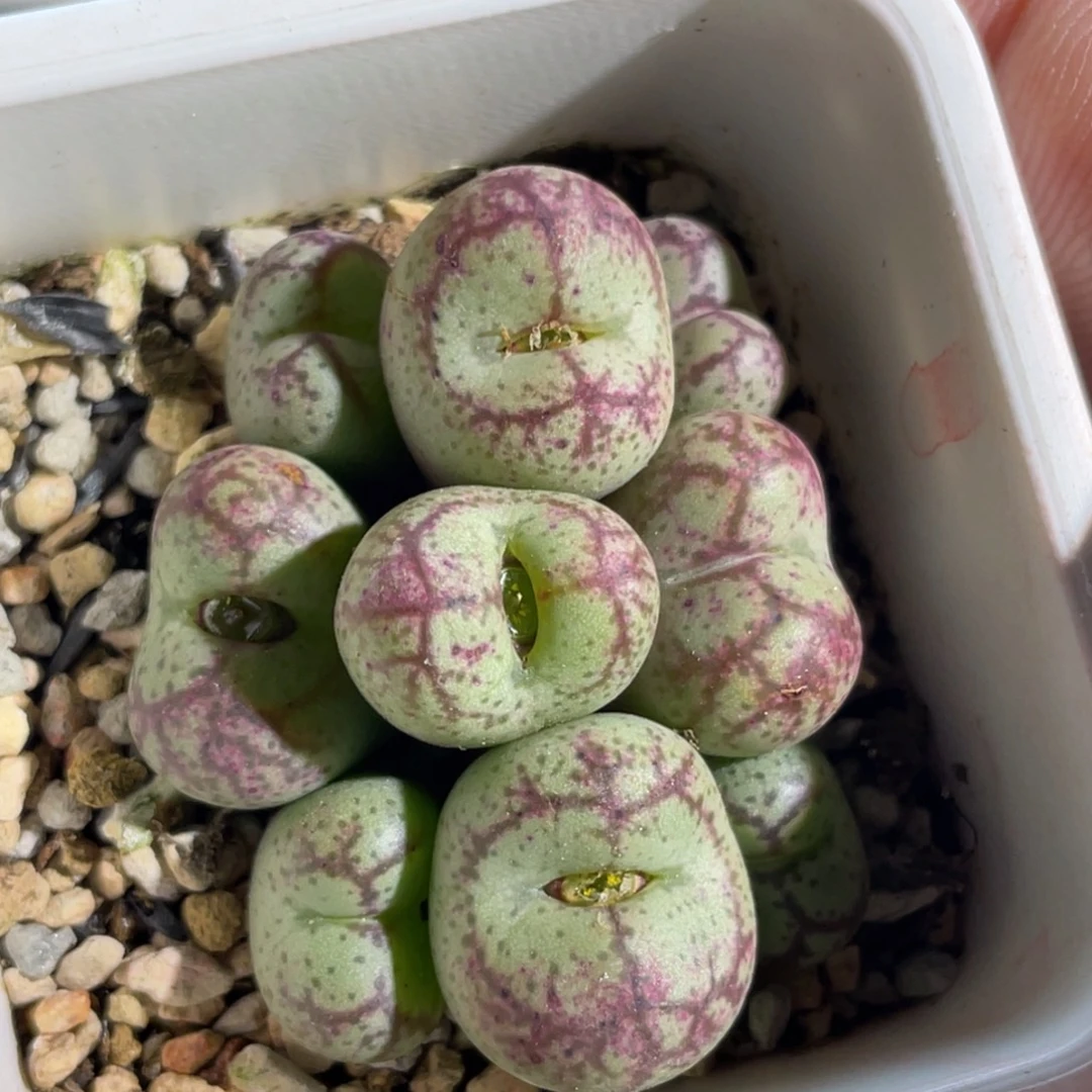 睫毛猴植物一物一拍