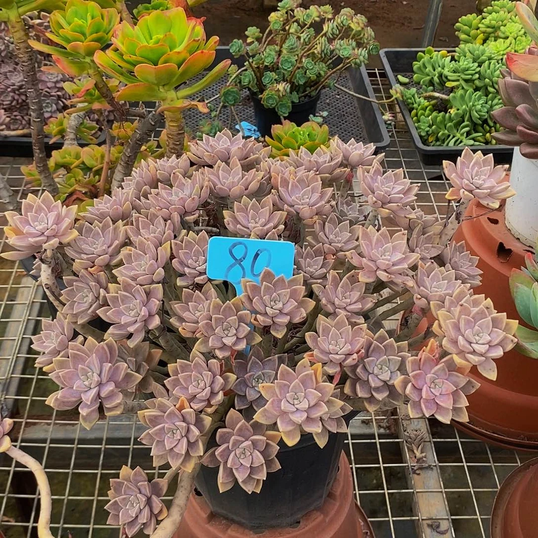 阿伦培80。