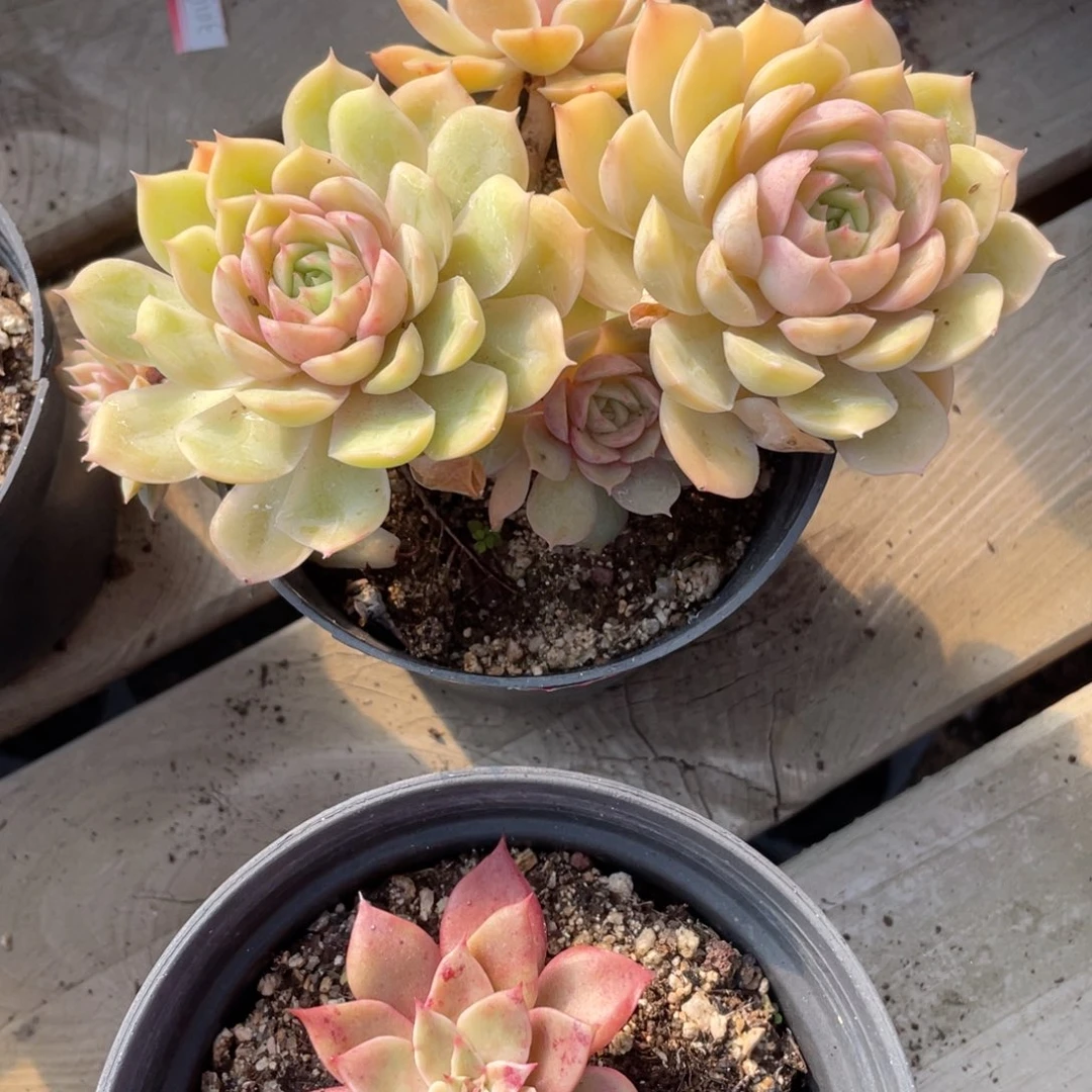 1230  昂斯诺  六月六