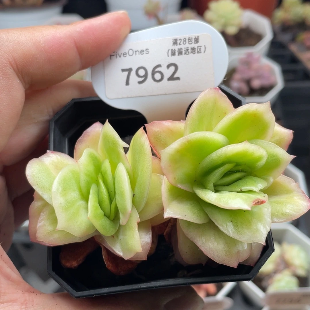 冰玫瑰7962-8厘米