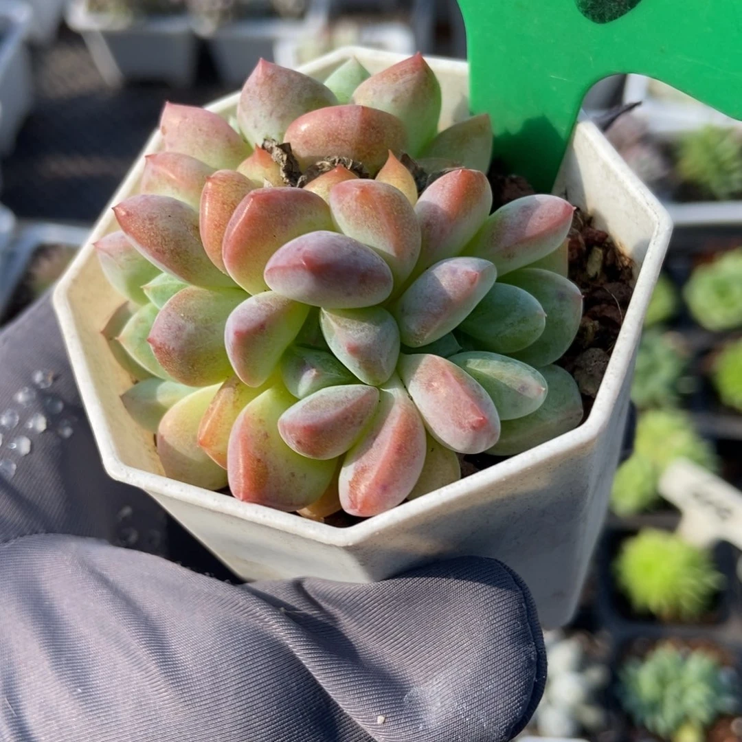 866梦冰多肉植物保护