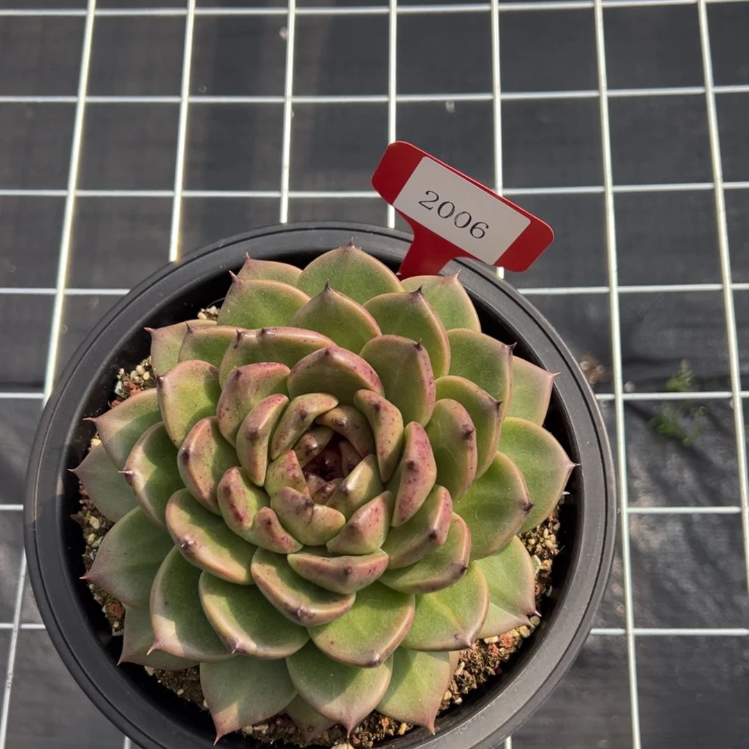 杰*2006肉多哦多哦多哦