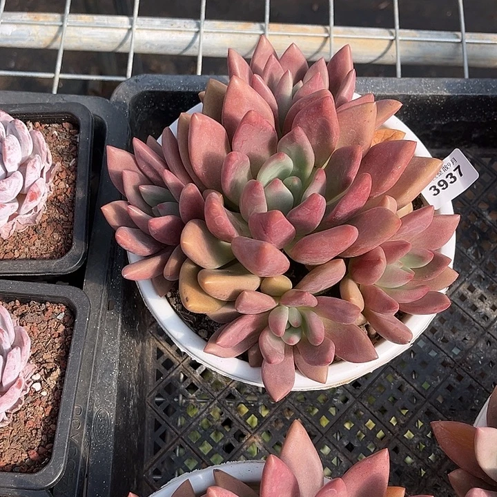 阿雅园艺。 3837桃花源