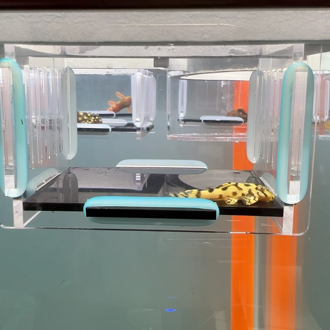 清道夫录完整开箱视频、入缸不包损3.3