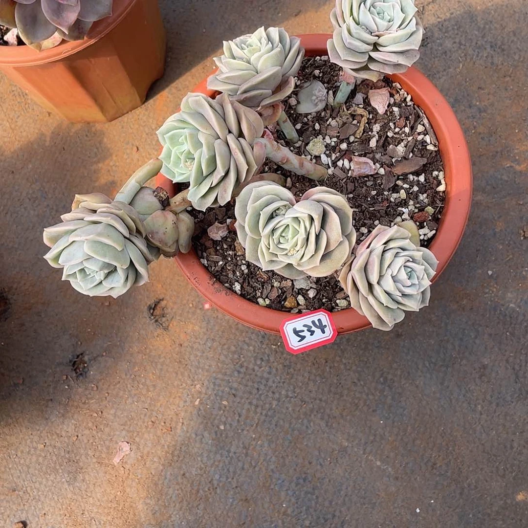 534可爱玫瑰 一物一拍多肉