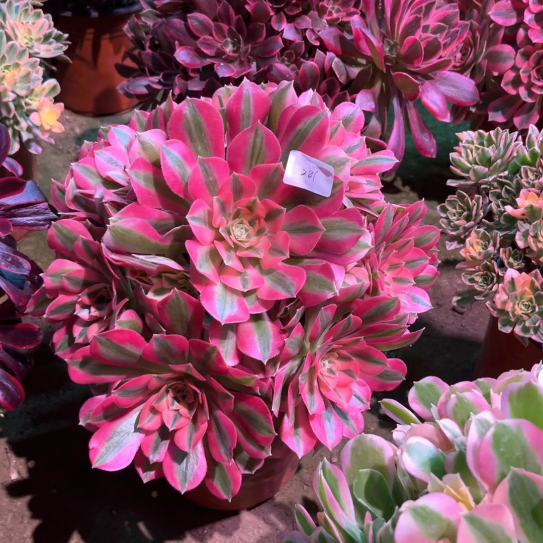 多肉植物女巫281