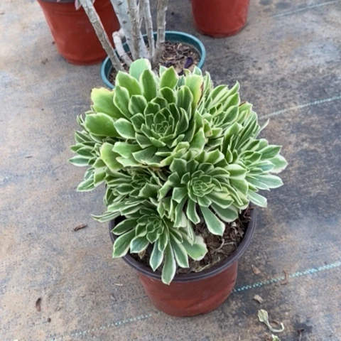 芳华57多肉植物法师