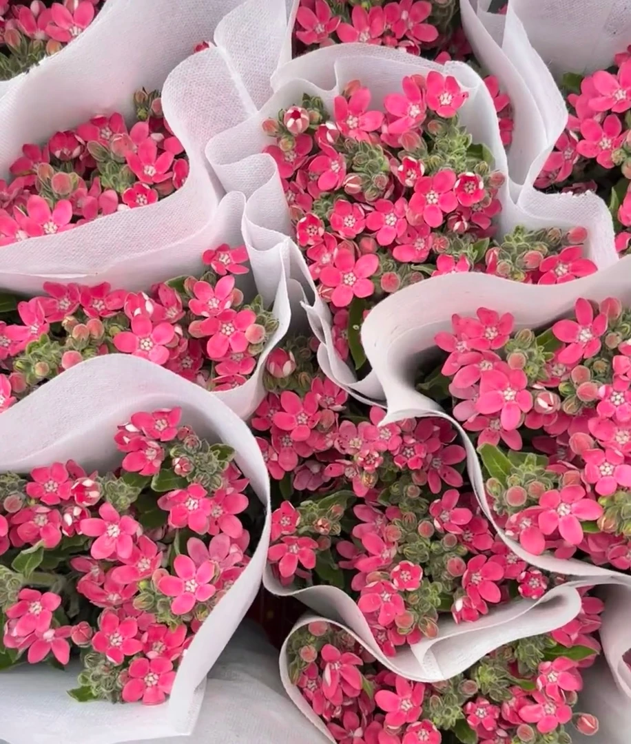 【买一送一】新品贵货粉色蓝星花   天然稀有  精致小巧 云南鲜花