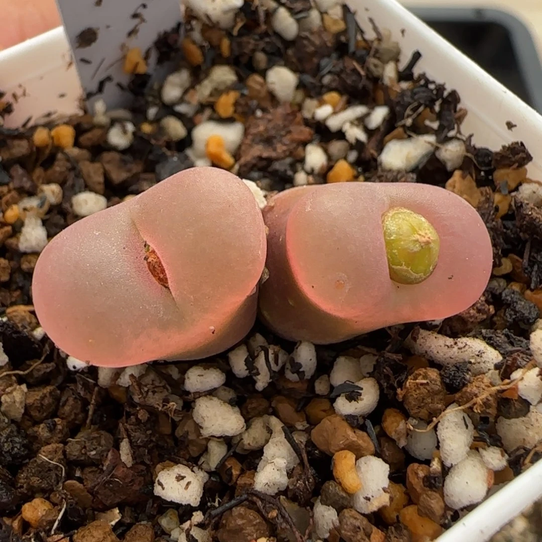 12.29。     吕红。   2017