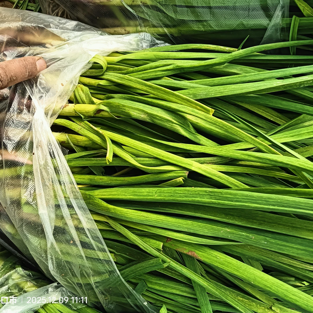 红帽蒜苔新鲜蔬菜鲜嫩蒜薹翠绿蒜毫当季青菜河南特产