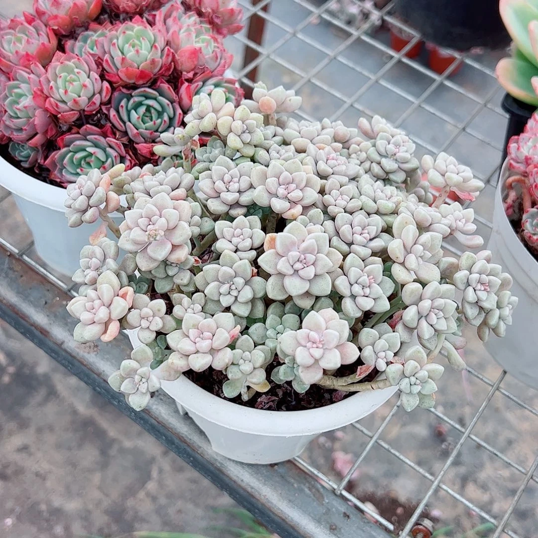 丸叶姬秋丽多头群生精品