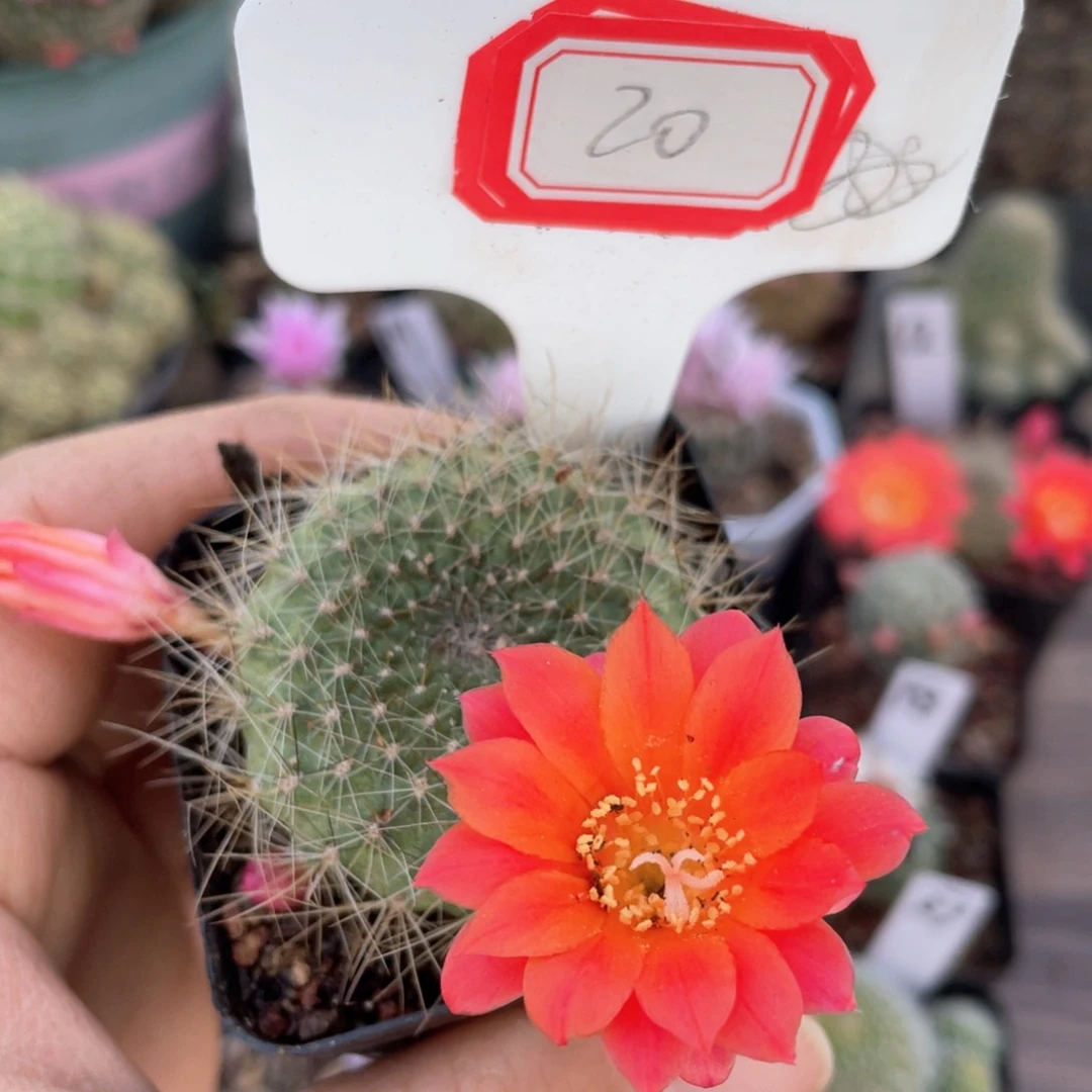 20往事已成定局。我