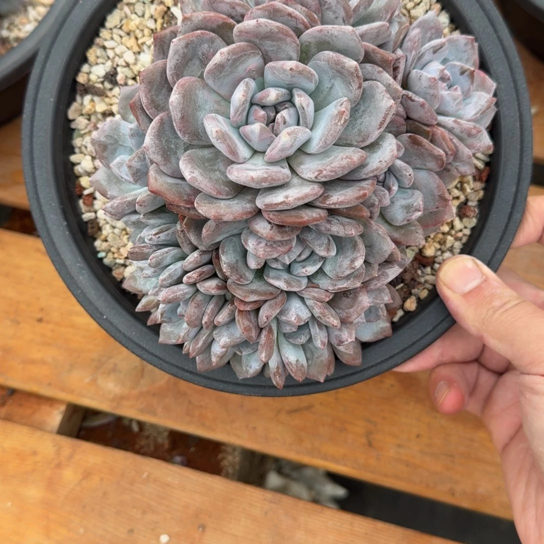 9-23-44静好多肉园艺