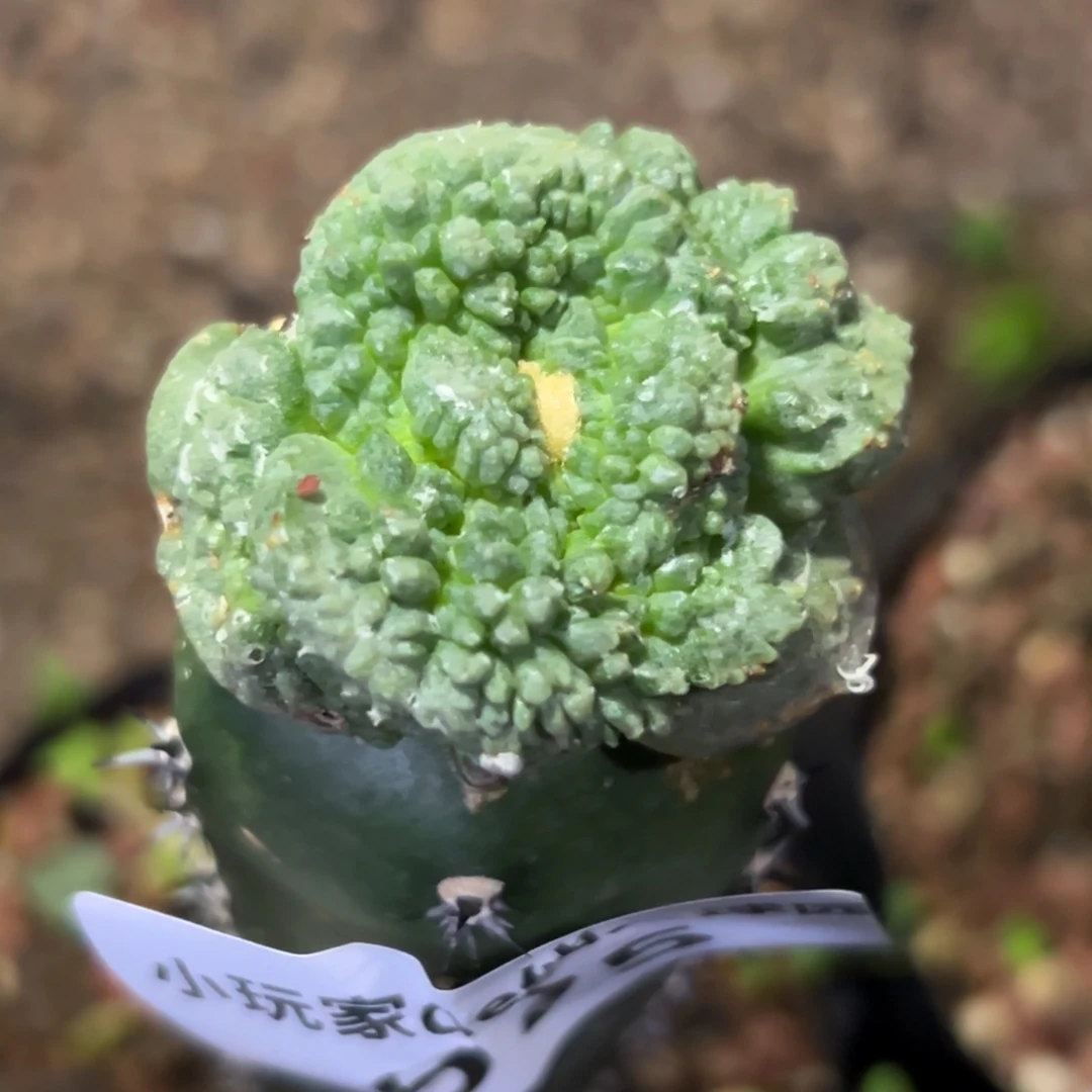 675 仙人球的比赛将于