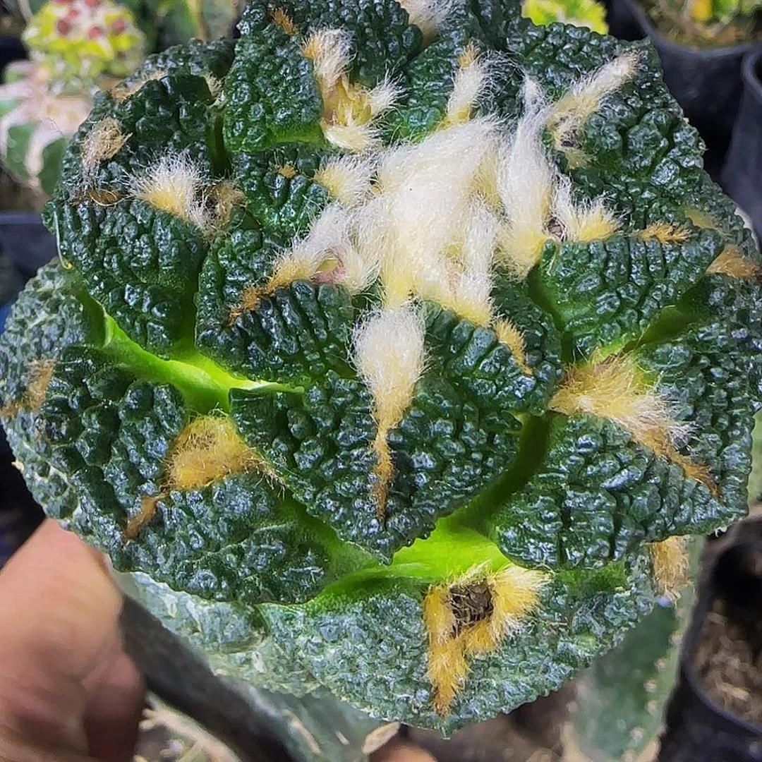 龟甲牡丹385仙人球