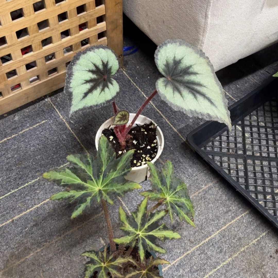无花朵多拍优惠 马萨卡多