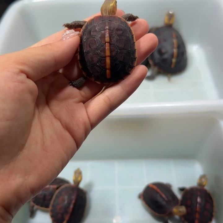 宠物龟公母搭配安缘苗