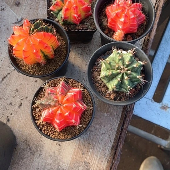 好****5个米哈牡丹仙人球