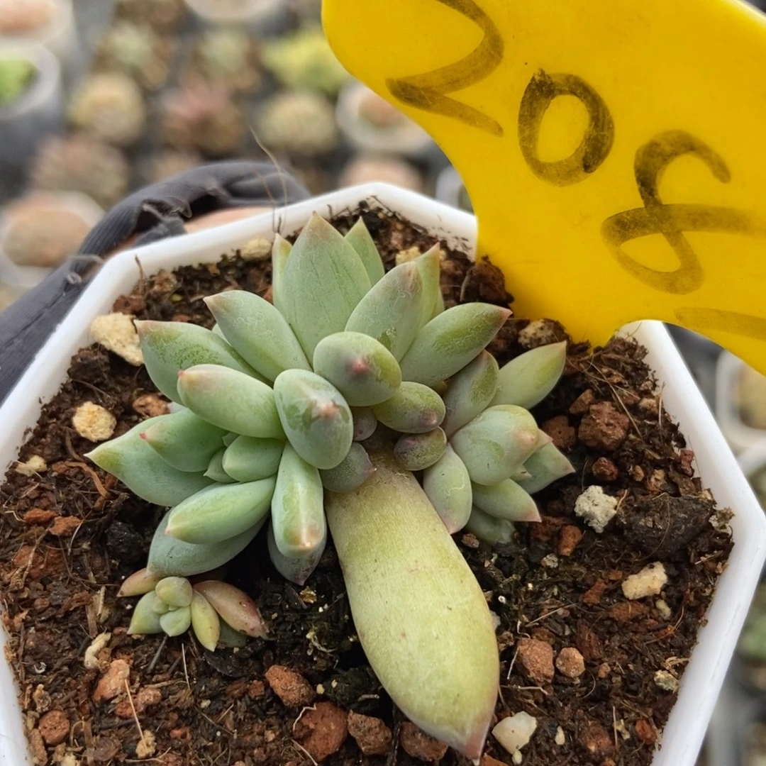 2083伊丽莎白多肉植物保护