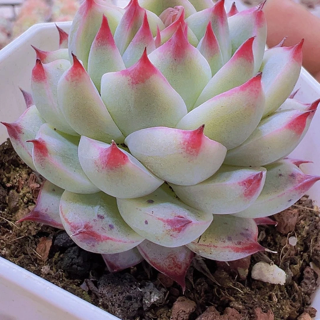 梦瑶带盆带土19包邮