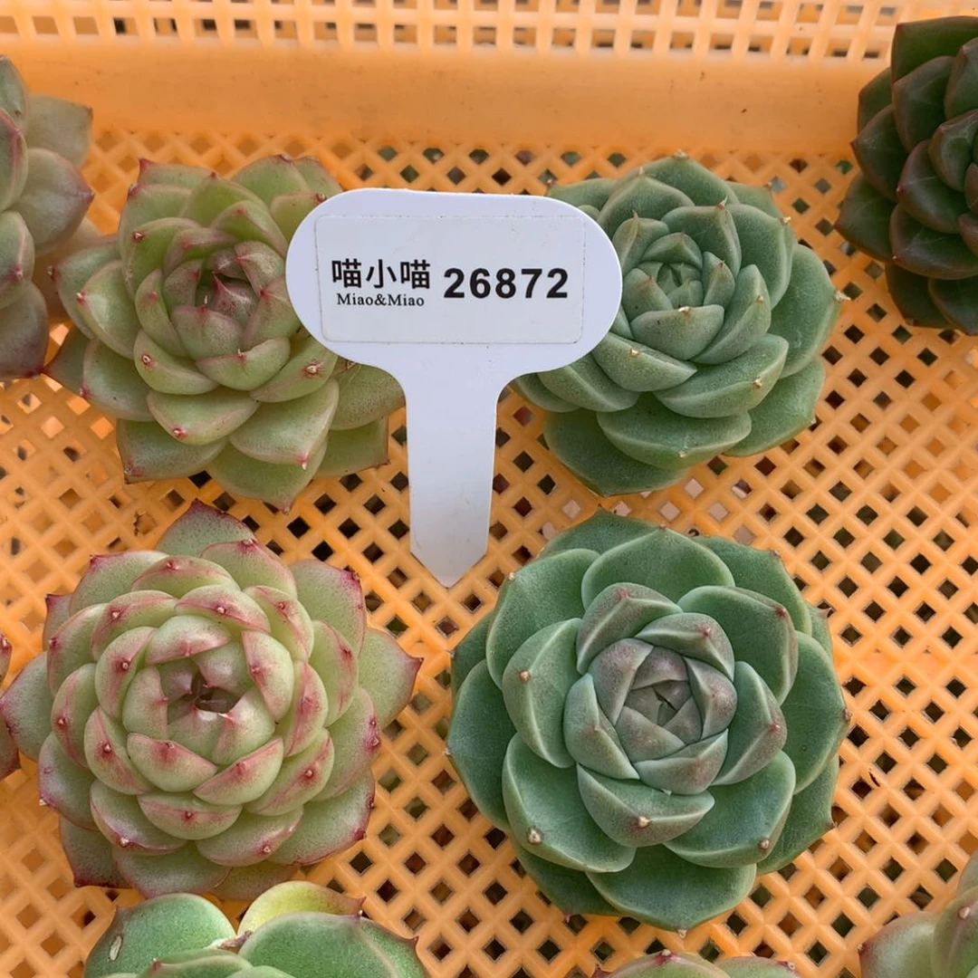 白*子多肉植物麦秆珍妮