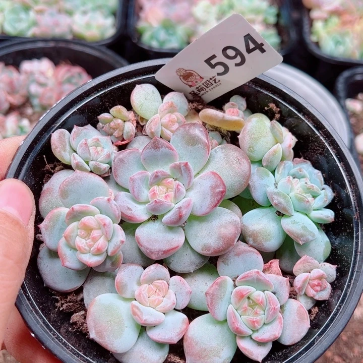 多肉植物多肉植物