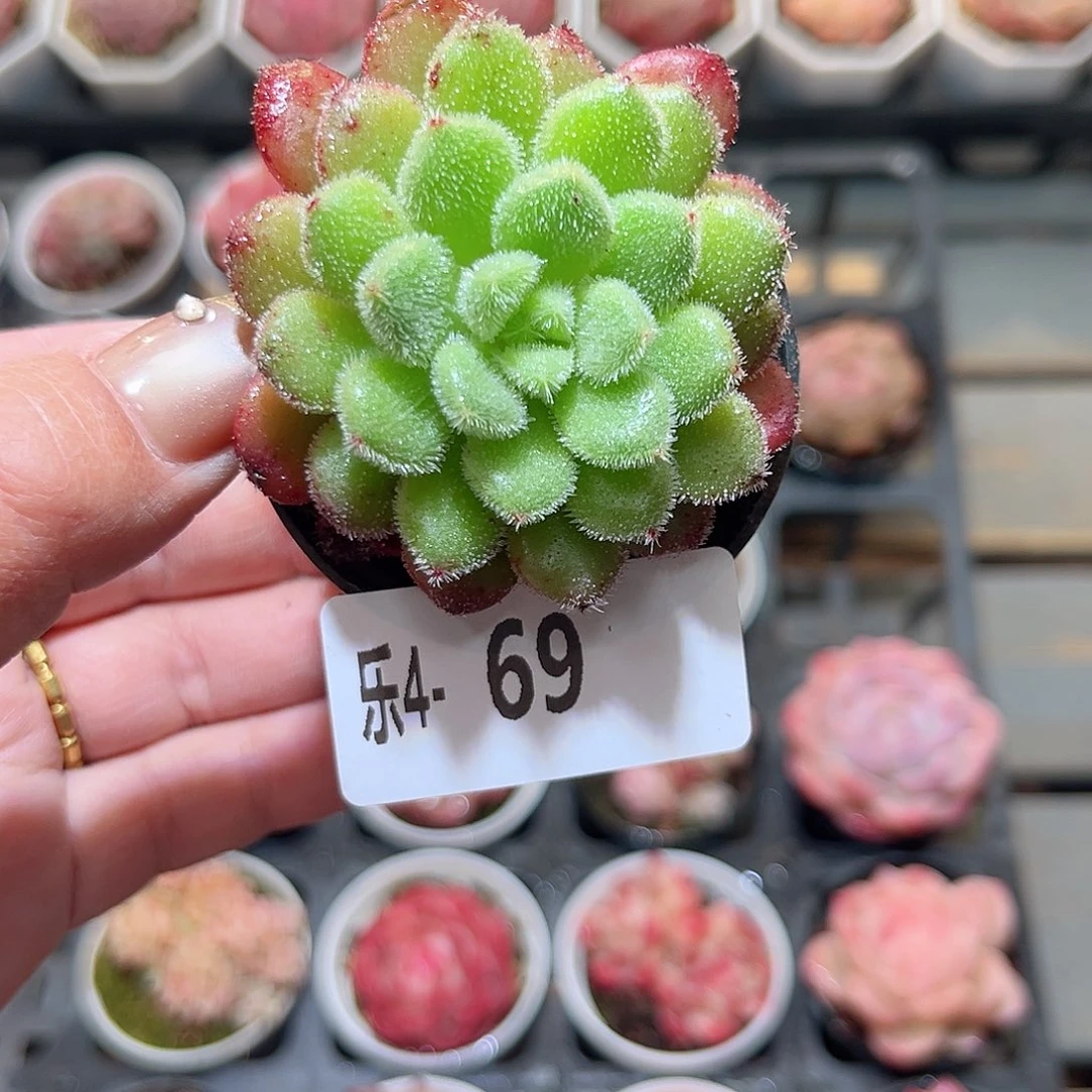 乐4-69 红毛丹单头