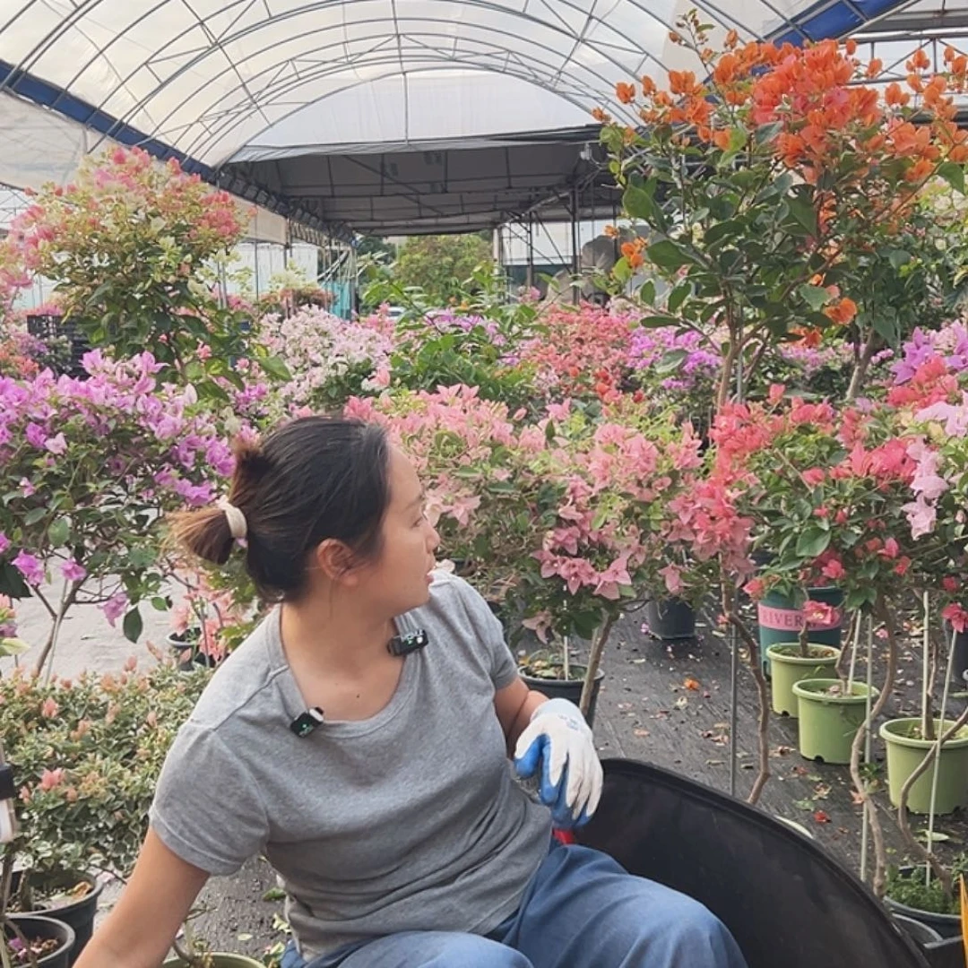 自***学大部分花苞少量开放J71婆罗洲樱花