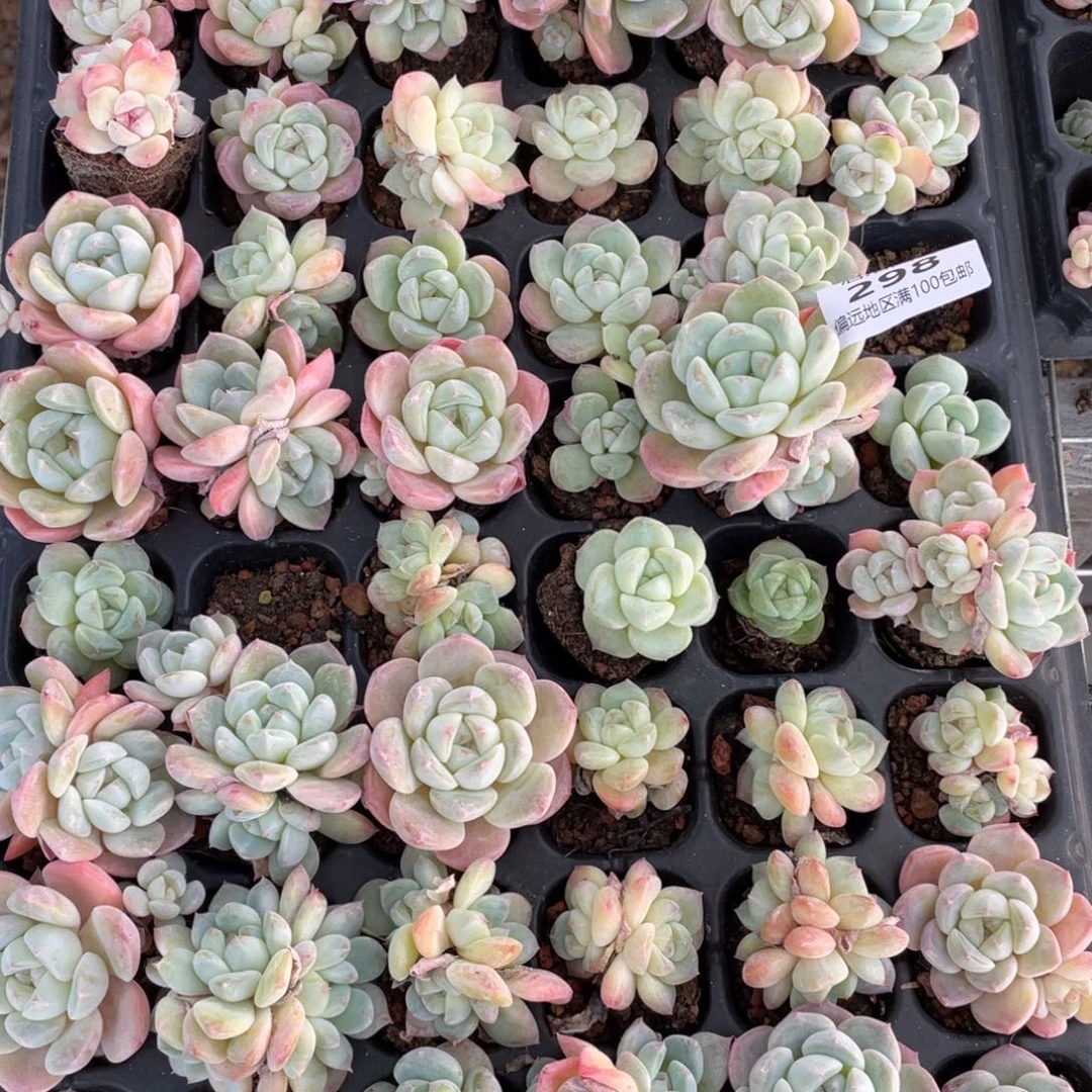 刚毅一物一拍298…