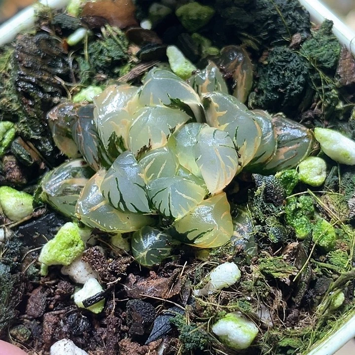 513夜之舞玉露锦特选福利