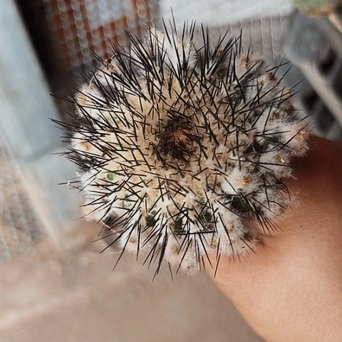 031尤博球仙人球