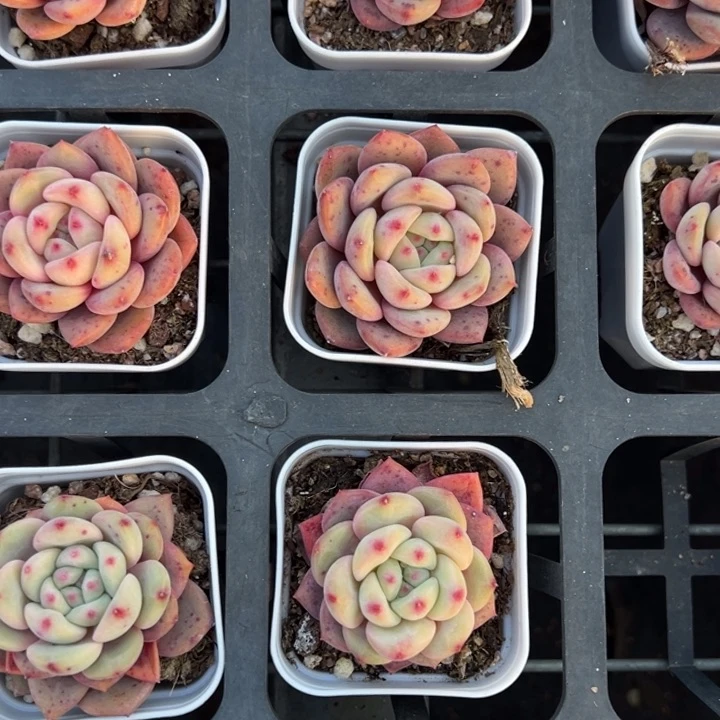 凌雪单头一颗量拍多肉满20包邮初7发货