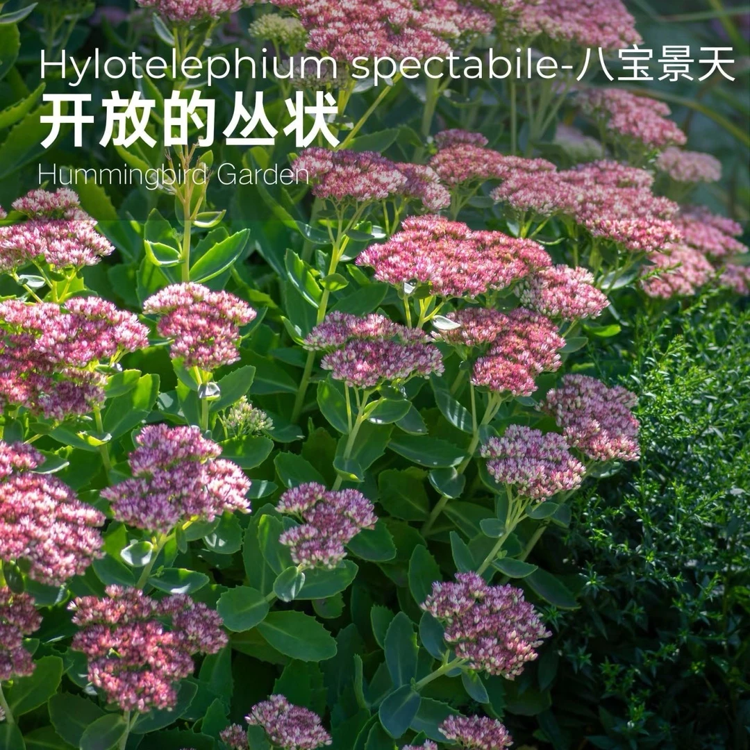 【吉米】八宝景天三七阳台庭院耐寒耐旱耐高温