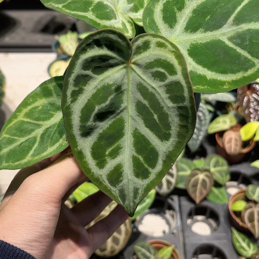 完全开放撕裂纹水晶杂铜锣烧