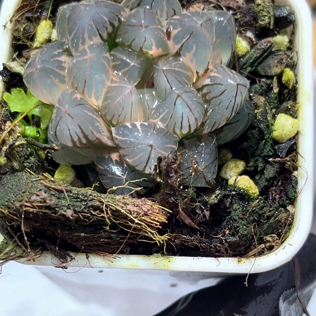 嘎***吃恭喜发财大吉大利5315