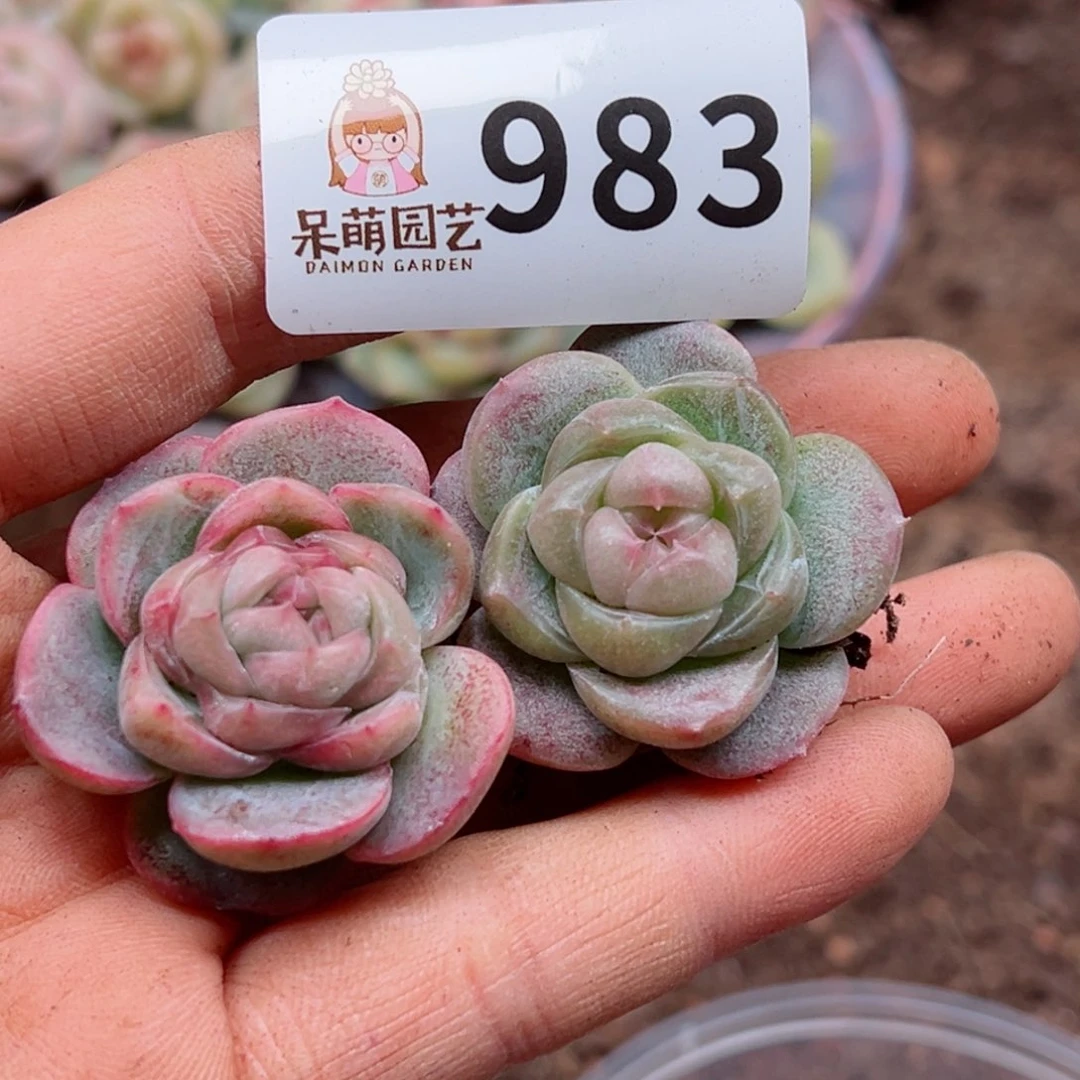 多肉植物多肉植物