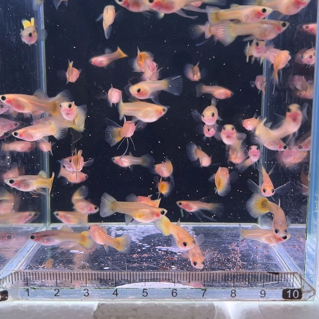 孔雀鱼黄金玻璃猫鱼苗20条所见即所得