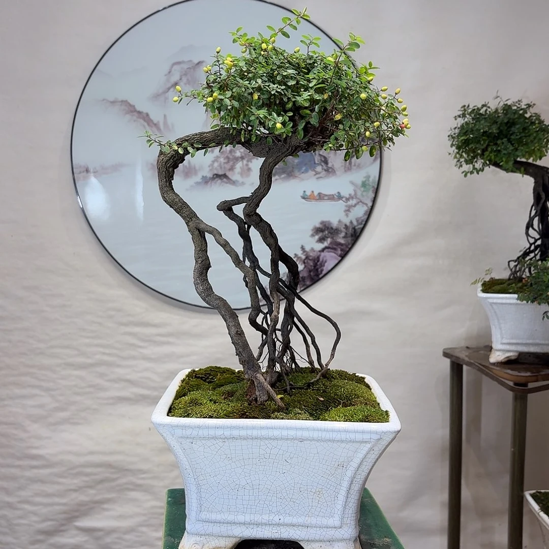 当前无花朵，栽培后可花朵