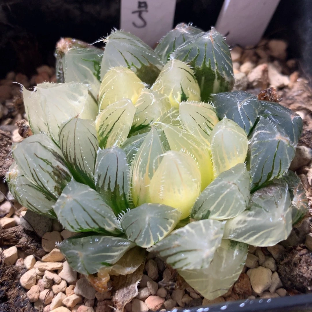 7号实生玉露锦一物一拍