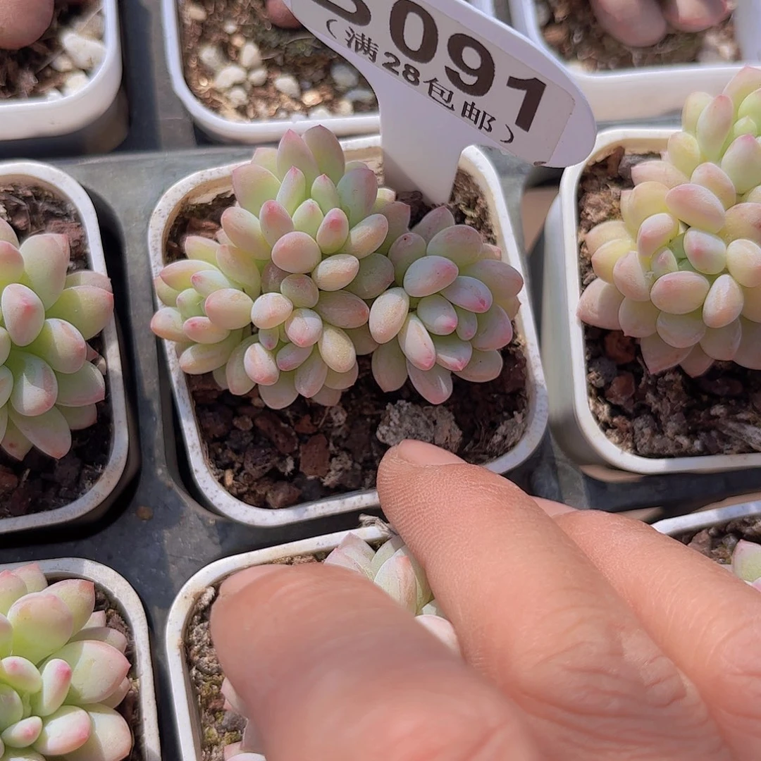 B091冰激凌一物一拍